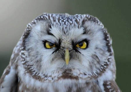 ���� ����