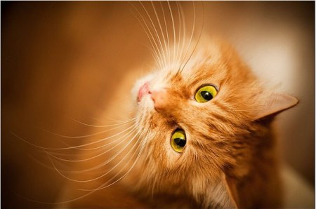 �� � ������ �� ���, ���� ���������