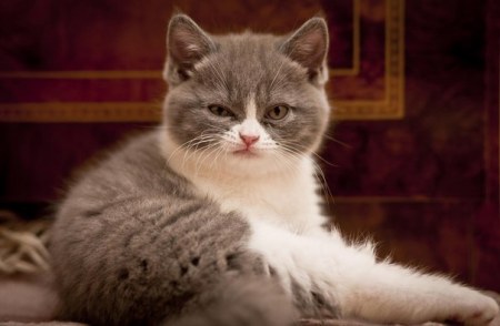 ��� ����������� ������?