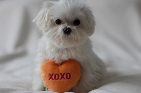 ������ ���� �������� - ������ :)