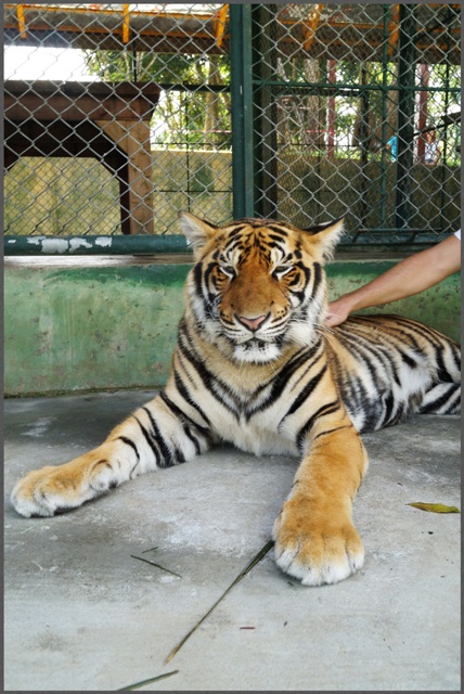 ������� ����� (6 ����)