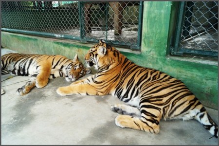 ������� ����� (6 ����)