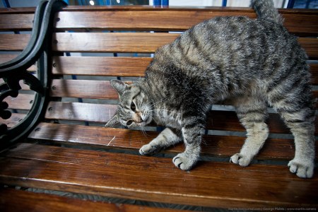 ����� ������ ������ (19 ����)