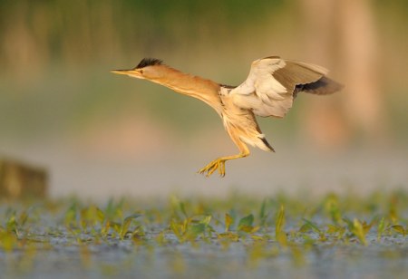 ��� ���� ����������� ��������� (10 ����)