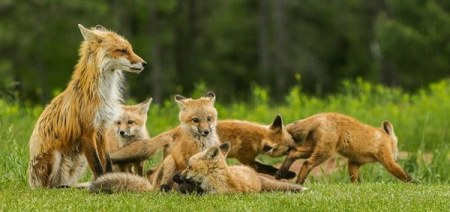 ����-��� ��� ��������� � ���� ��������� (16 ����)